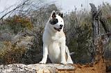 AKITA AMERICAIN 323